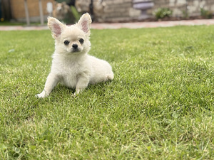 Chihuahua (2 foto / 10)