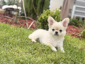 Chihuahua (3 foto / 10)