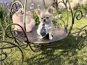 Pikakarvaline chihuahua (8 foto / 10)