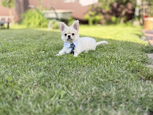 Pikakarvaline chihuahua (9 foto / 10)