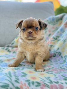 Pikakarvaline Chihuahua kutsikas (3 foto / 8)