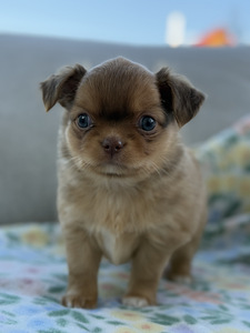Pikakarvaline Chihuahua kutsikas (6 foto / 8)