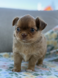 Pikakarvaline Chihuahua kutsikas (7 foto / 8)