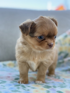 Pikakarvaline Chihuahua kutsikas (8 foto / 8)