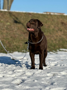 Labradori retriiver (10 foto / 10)