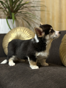 Pembroke Welsh Corgi kutsikad (3 foto / 5)