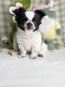 Chihuahua kutsikas (1 foto / 8)