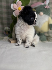 Chihuahua kutsikas (6 foto / 8)