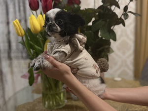 Chihuahua kutsikas (2 foto / 5)