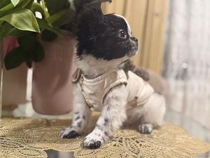 Chihuahua kutsikas (3 foto / 5)