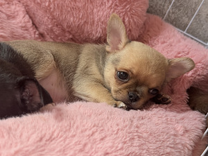 Chihuahua kutsikad, isased (2 foto / 10)