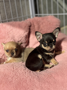 Chihuahua kutsikad, isased (3 foto / 10)