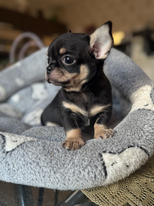 Chihuahua kutsikad, isased (9 foto / 10)