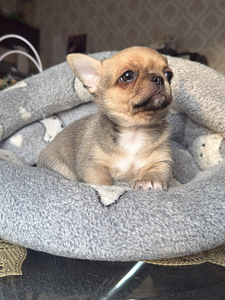Chihuahua kutsikad, isased (10 foto / 10)