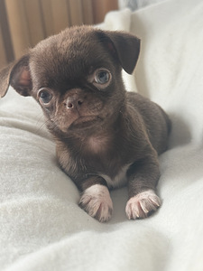 Chihuahua kutsikad (7 foto / 10)