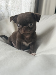 Chihuahua kutsikad (8 foto / 10)