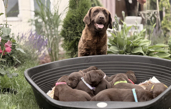 Labradori retriiver
