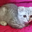 Scottish fold котята (фото #1)