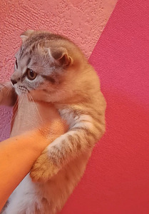 Scottish fold котята (2 фото из 3)