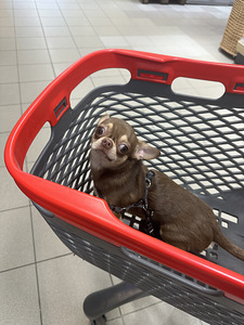 Chihuahua paaritumine (2 foto / 6)
