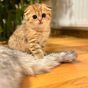 Шотландский вислоухий (7 фото из 8)