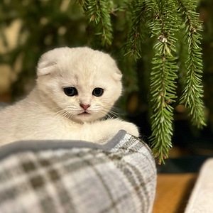 Скоттиш-фолд (2 фото из 5)