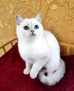 British shorthair (2 valokuva sivusta 4)