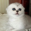 Scottish fold (valokuva #3)