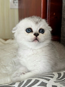 Scottish fold (2 valokuva sivusta 9)