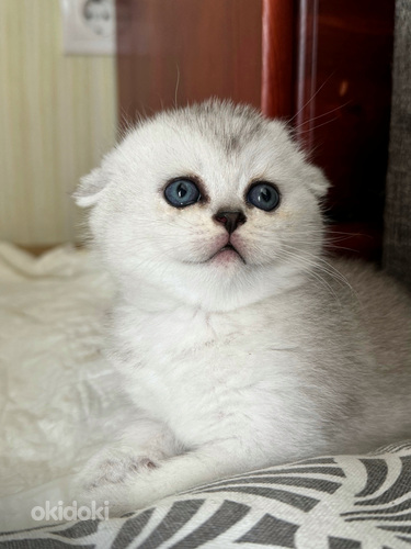 Scottish fold (valokuva #3)