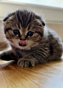 Scottish fold (6 valokuva sivusta 9)