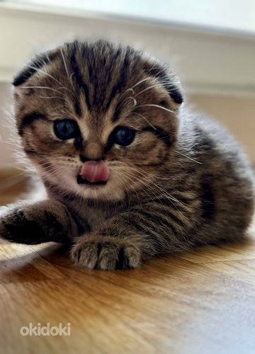 Scottish fold (valokuva #6)