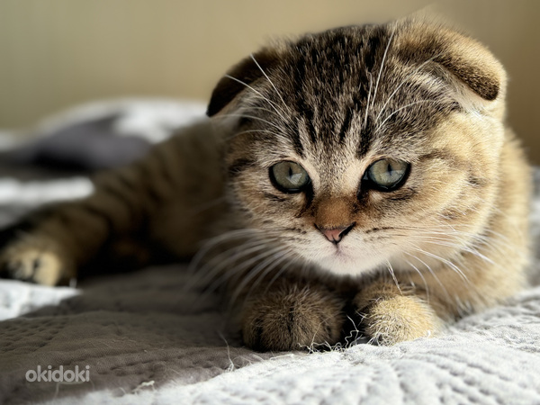 Scottish fold (valokuva #4)