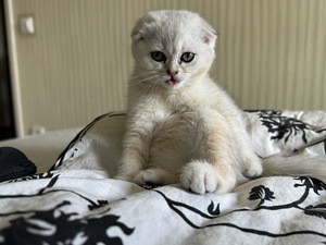 Müüa võluv hõbedane Scottish Fold kassipoeg (poiss)! (2 foto / 8)