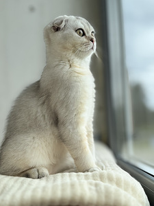 Müüa võluv hõbedane Scottish Fold kassipoeg (poiss)! (5 foto / 8)