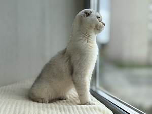 Müüa võluv hõbedane Scottish Fold kassipoeg (poiss)! (6 foto / 8)