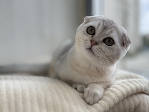 Müüa võluv hõbedane Scottish Fold kassipoeg (poiss)! (7 foto / 8)