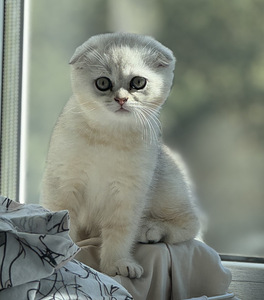 Adorable Scottish Fold Kittens Looking for Loving Homes