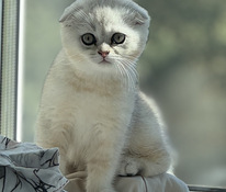 Adorable Scottish Fold Kittens Looking for Loving Homes