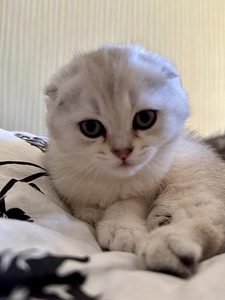 Adorable Scottish Fold Kittens Looking for Loving Homes (5 valokuva sivusta 7)