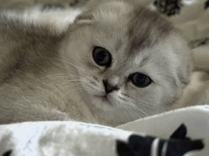 Adorable Scottish Fold Kittens Looking for Loving Homes (6 valokuva sivusta 7)