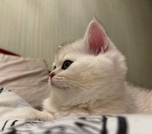 Scottish kittens (4 valokuva sivusta 10)