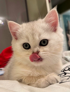 Scottish kittens (5 valokuva sivusta 10)