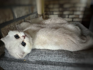 Scottish kittens (7 valokuva sivusta 10)