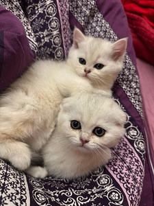 Scottish kittens (8 valokuva sivusta 10)