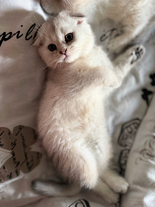 Scottish kittens (9 valokuva sivusta 10)