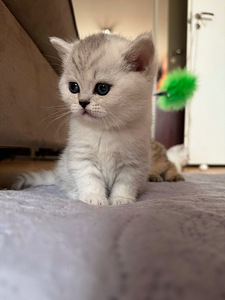 Scottish (7 valokuva sivusta 10)