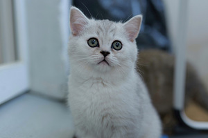 Scottish (2 valokuva sivusta 5)