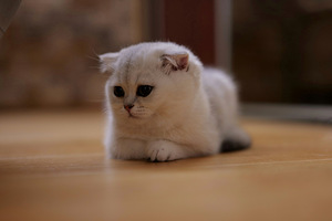 Scottish (1 valokuva sivusta 5)