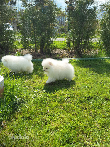 Valge pomeranian kutsikas
